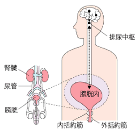 尿动力学检测