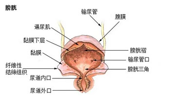 膀胱结构