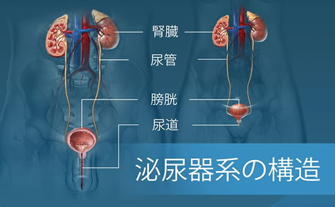 人体泌尿器系