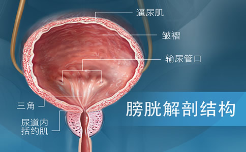 尿动力检查人体部位图，人体膀胱图，尿动力学检测下尿路图