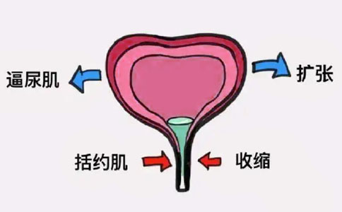 尿动力学检査、膀胱功能